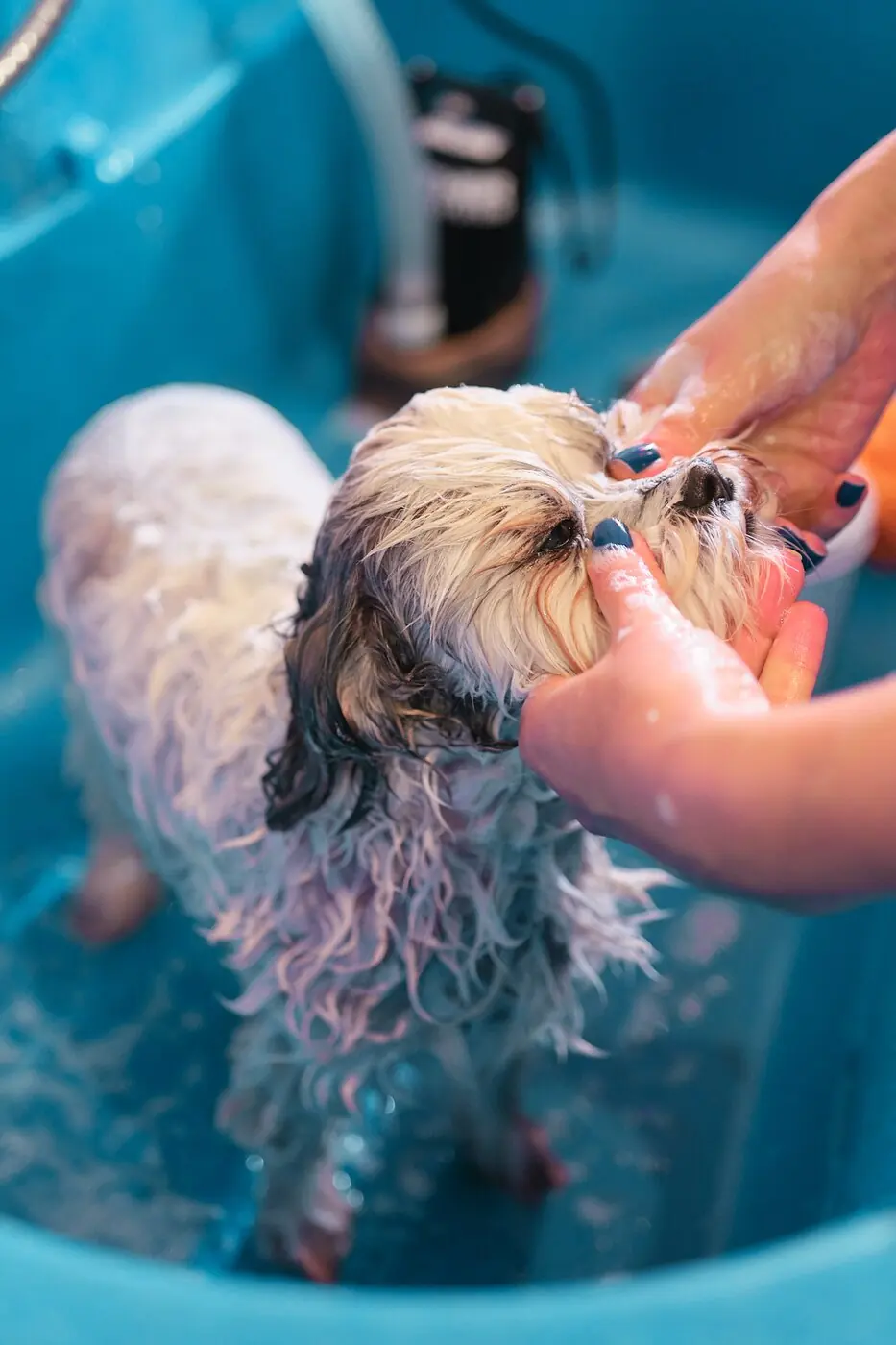 A small dog in the grooming bath at PawsUp