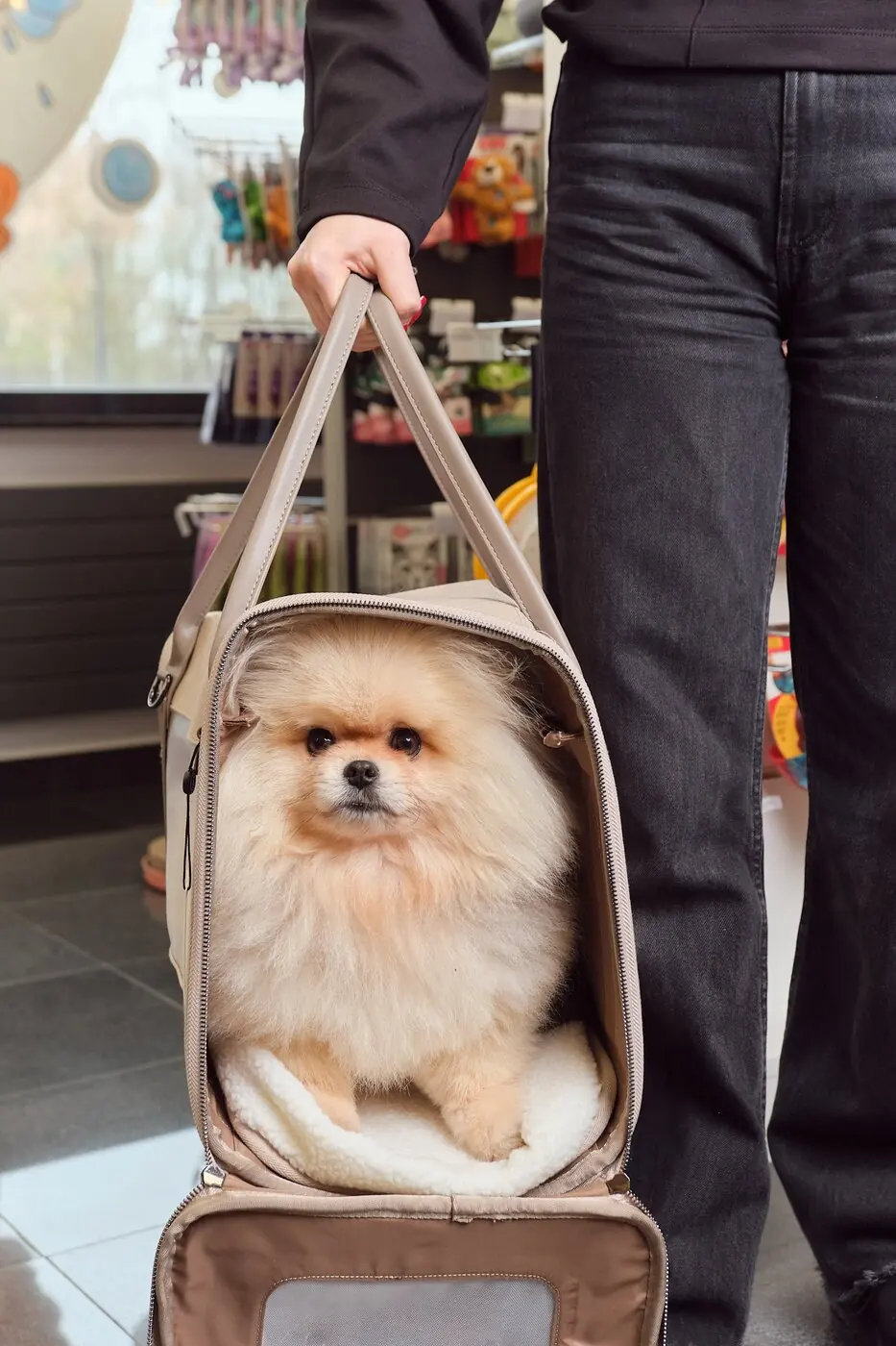 A Pomeranian looking out of a pet carrier in the PawsUp shop